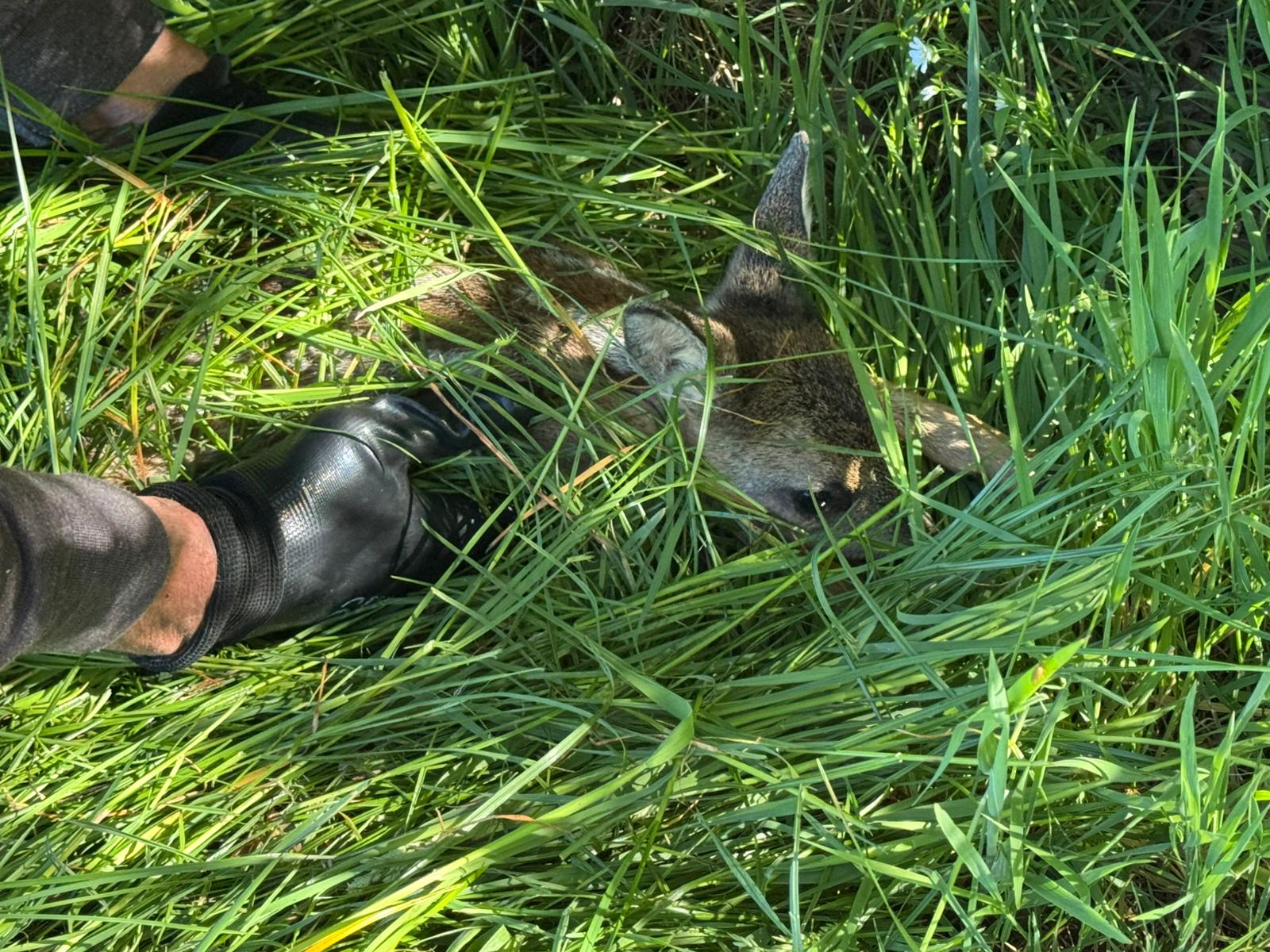 Rehkitz versteckt sich im Gras.